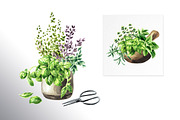 Kitchen Herbs. Watercolor collection, a Healthcare Illustration by Daria Ustiugova (Thumbnail 7 of 9)