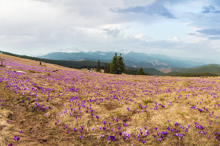 Purple Crocus flowers on spring mountain, a Nature Photo by YuriyB