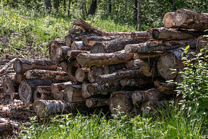 Stacked cut logs in a sunlit forest