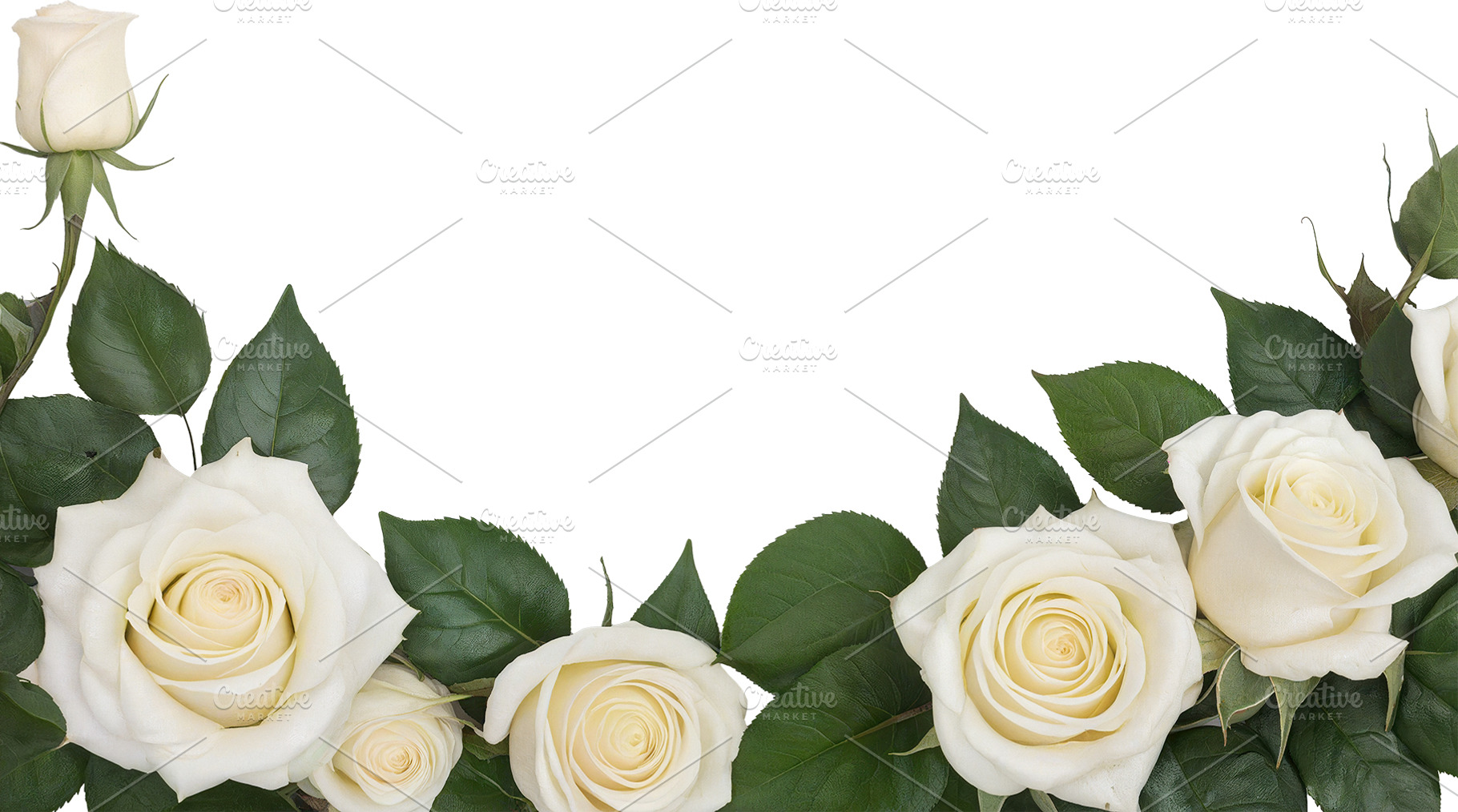 rose flowers transparent background, a Nature Photo by itakdalee