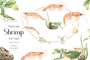 Watercolor Shrimp Life Cycle Set, an Education Illustration by MayaNavits (Thumbnail 1 of 7)