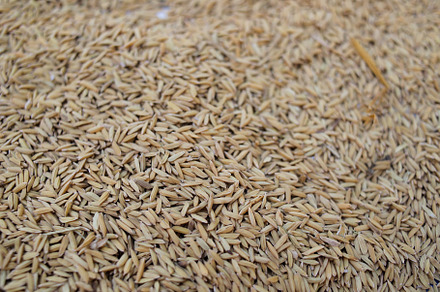 Close-up of rice texture (grain)