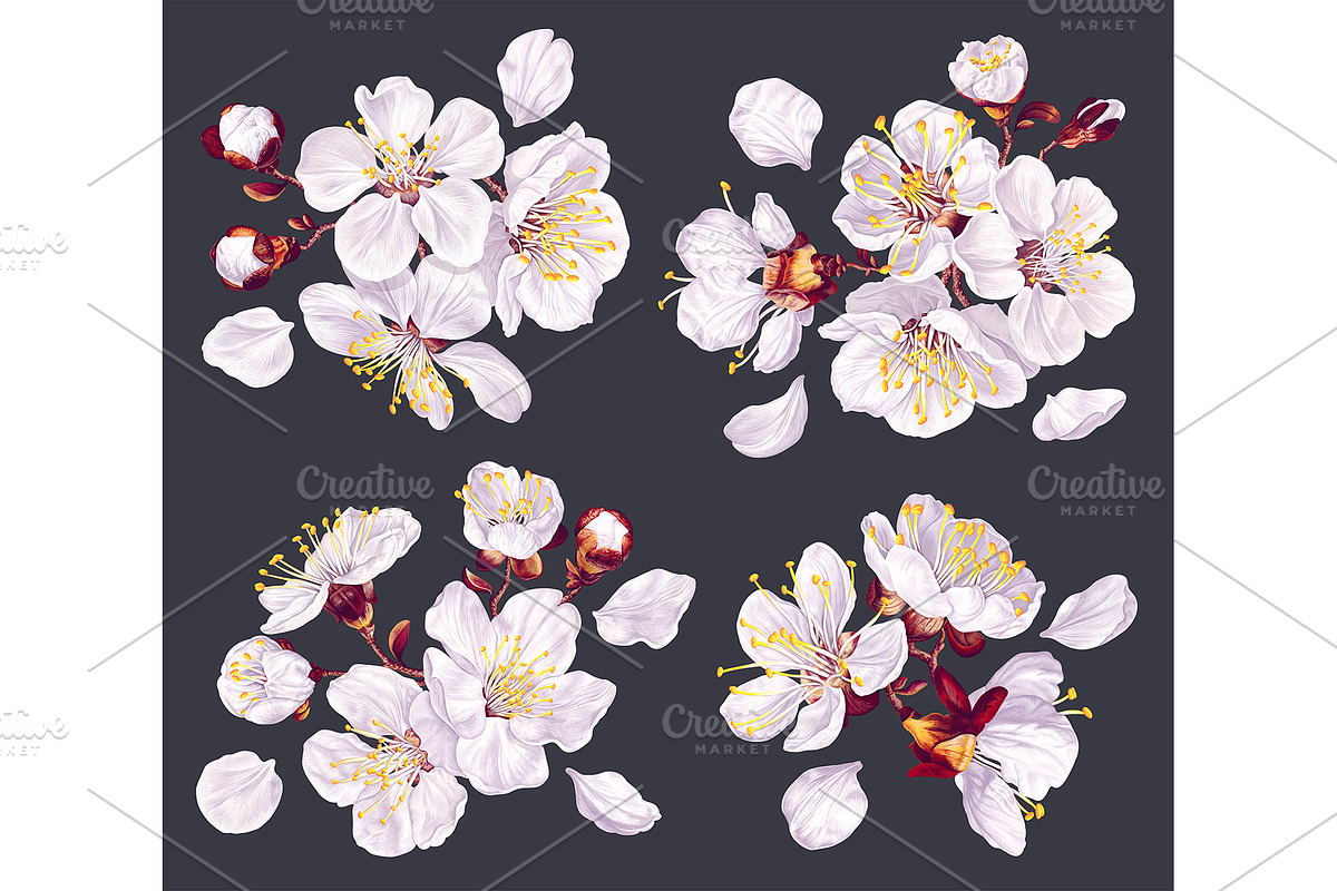 Apricot Branches Big Floral Set, an Illustration by MarynaPetrovska (Photo 15 of 23)