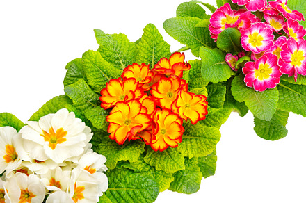 Colorful fresh primrose, a Nature Photo by Serg64