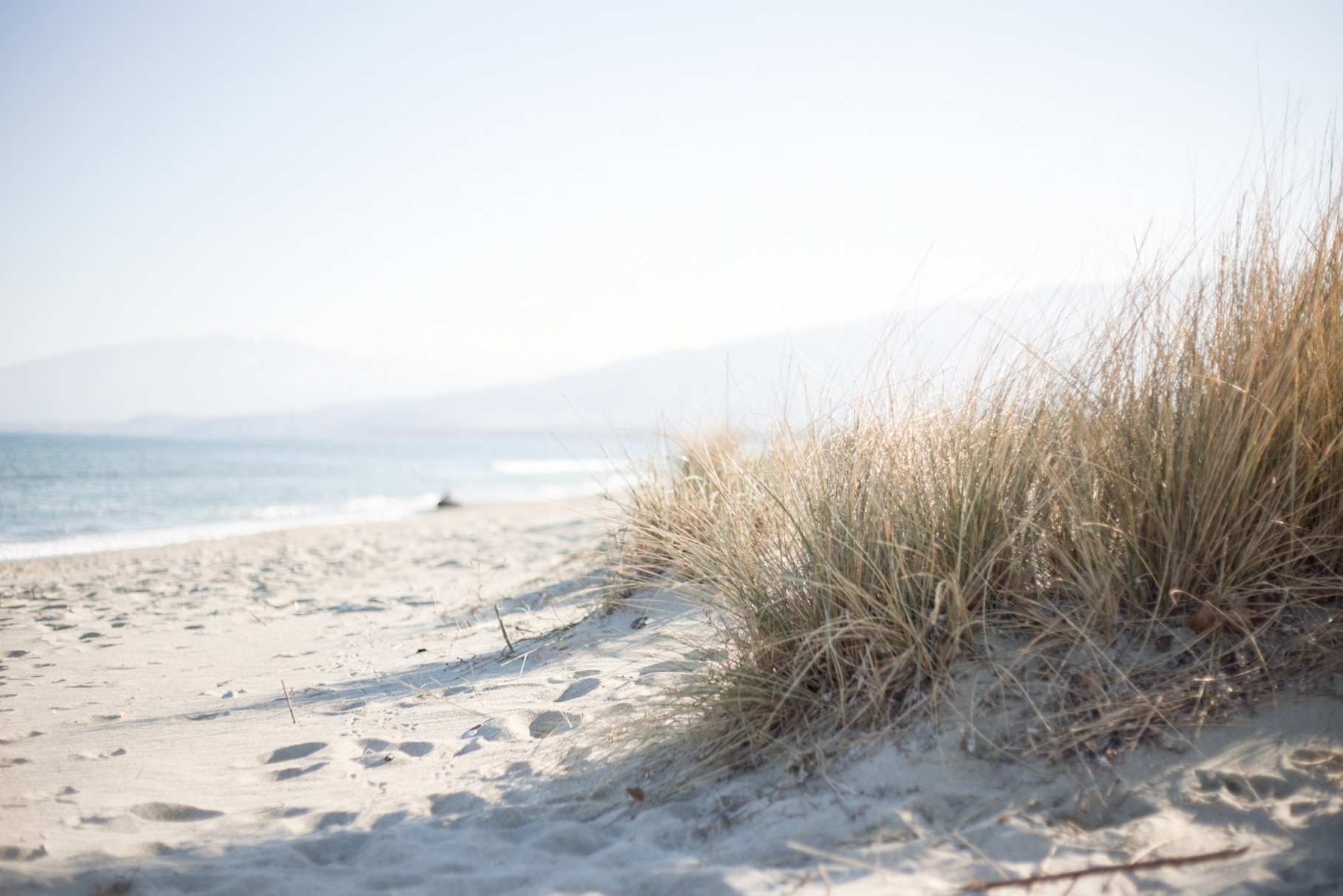 Marram grass on a sunny beach featuring beach, coastline, and grass, a Nature Photo by ColorLight Photography