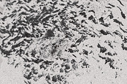 Twisted by Nature Vol 1, a Texture Graphic by Jennifer Lauren Creative (Thumbnail 17 of 19)