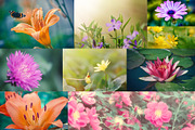 Flower collection 100 photos, a Nature Photo by Vladimir Kazimirov (Thumbnail 9 of 14)