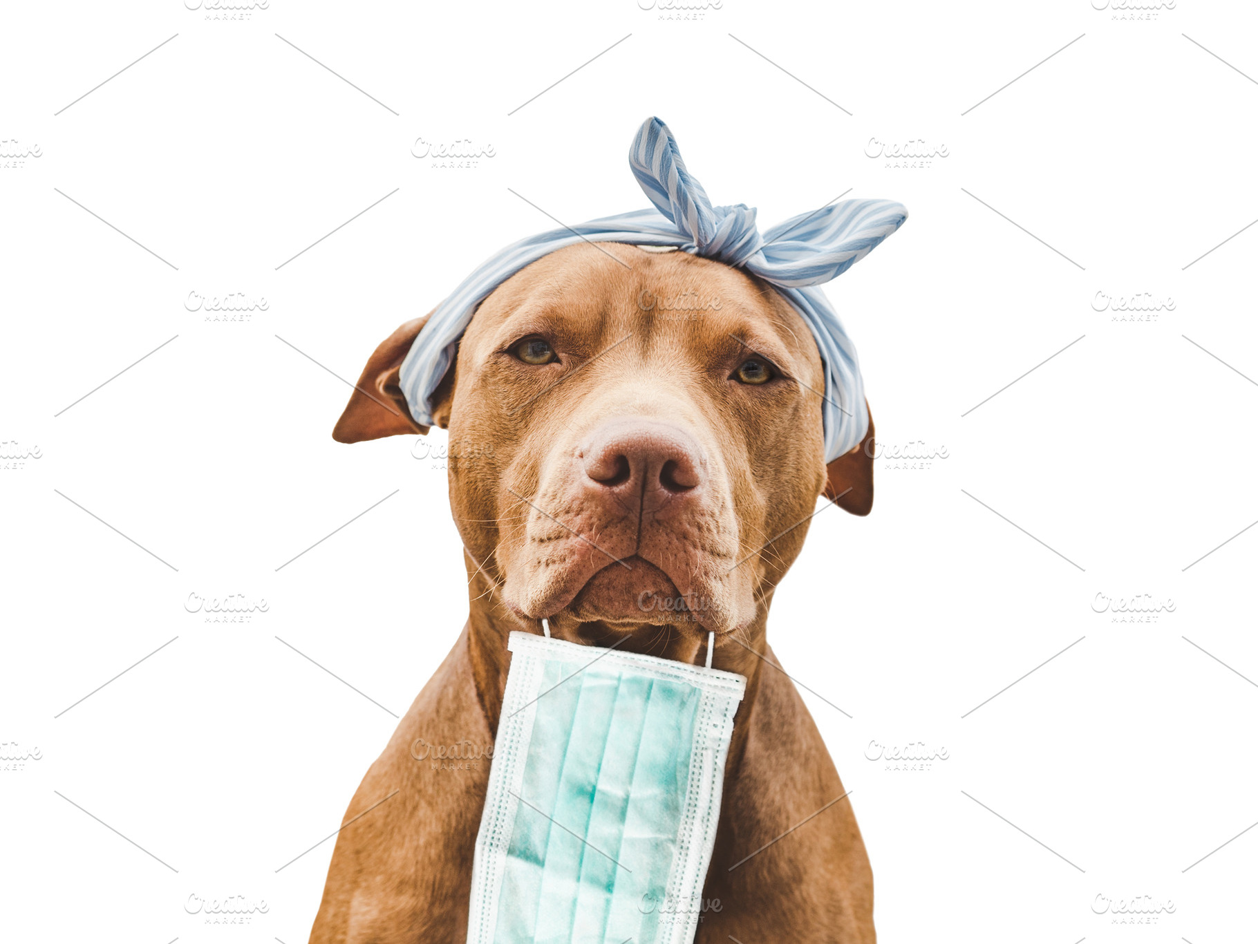 Lovable, pretty puppy of brown color. Close-up, an Animal Photo by Svetlana Barchan