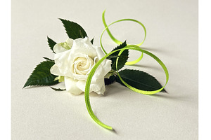 Elegant white rose with green leaves, a Photo by tilialucida