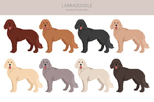 Labradoodle Clipart