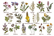 Hand drawn medicinal herbs, a Healthcare Illustration by handsketched (Thumbnail 10 of 14)