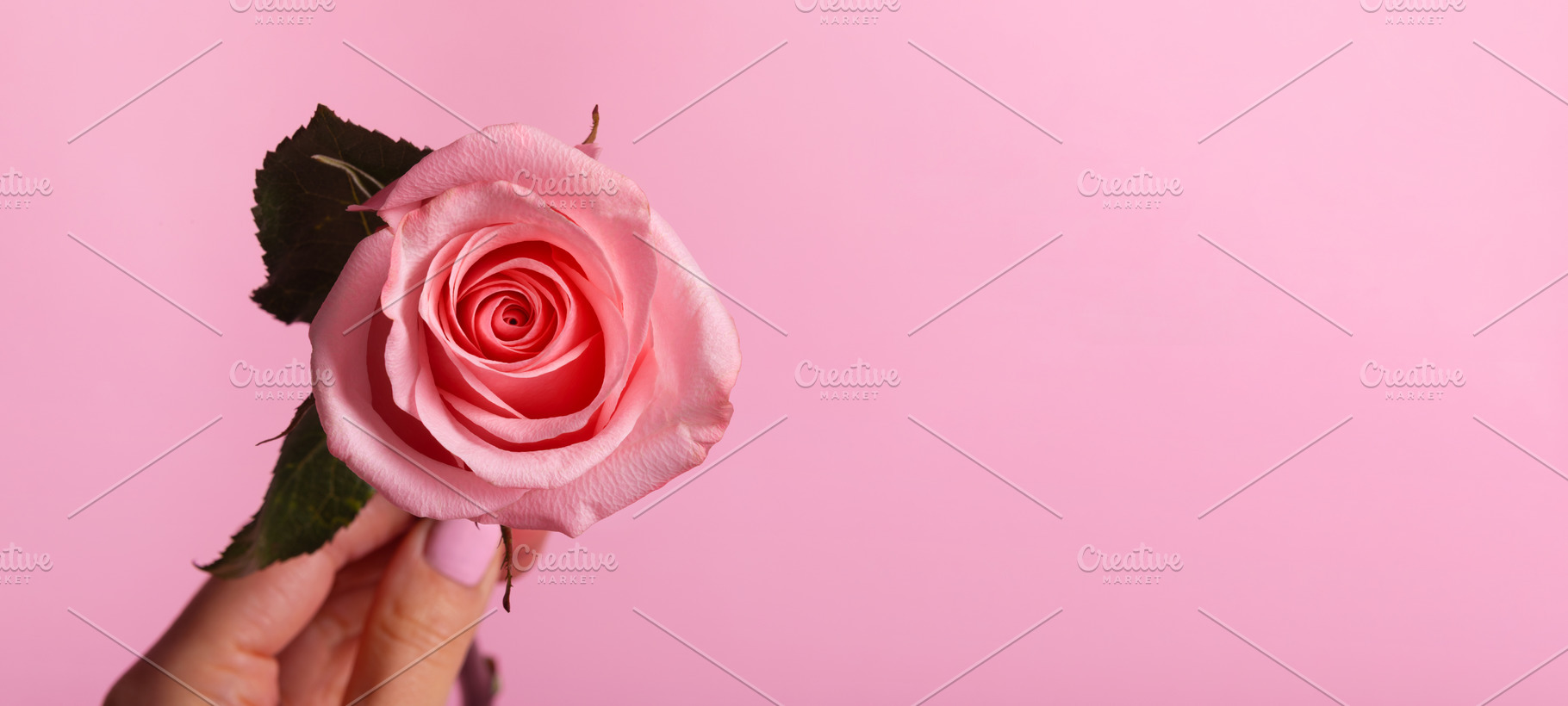 Close-up of a hand holding a single pink rose against a soft pas, a Beauty & Fashion Photo by Ales Munt
