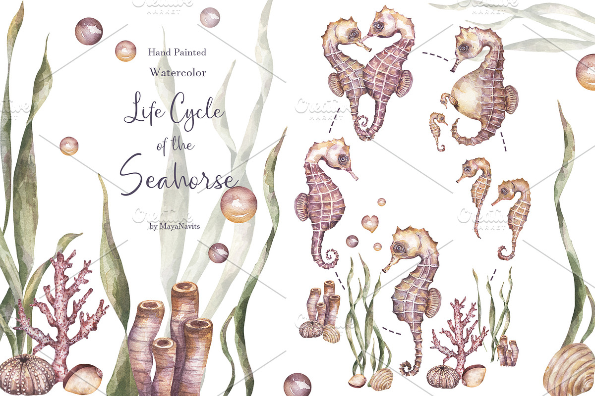 Watercolor Seahorse Life Cycle Set, an Animal Illustration by MayaNavits (Photo 1 of 5)
