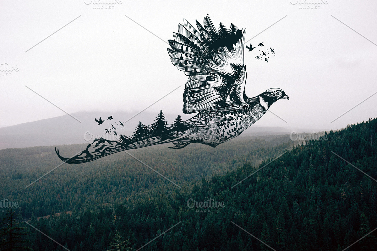 Pheasant vector illustration, an Animal Illustration by FleurArt