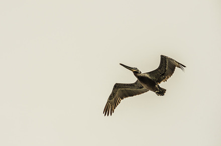 Seagull in flight containing california, coast, and beach preview 6