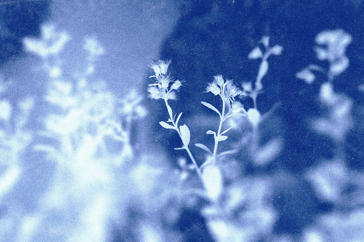 Cyanotype Photo Effect, a Layer Style Add-On by Design Squad (Photo 6 of 6)