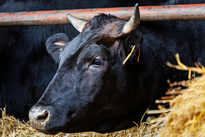 Black Wagyu cow with horns lying in, an Animal Photo by Perpis