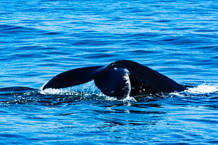 Tail of Humpback Whale
