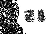 Centipede poisonous | Tattoo designs, an Animal Illustration by Design by sebrodbrick (Thumbnail 2 of 3)
