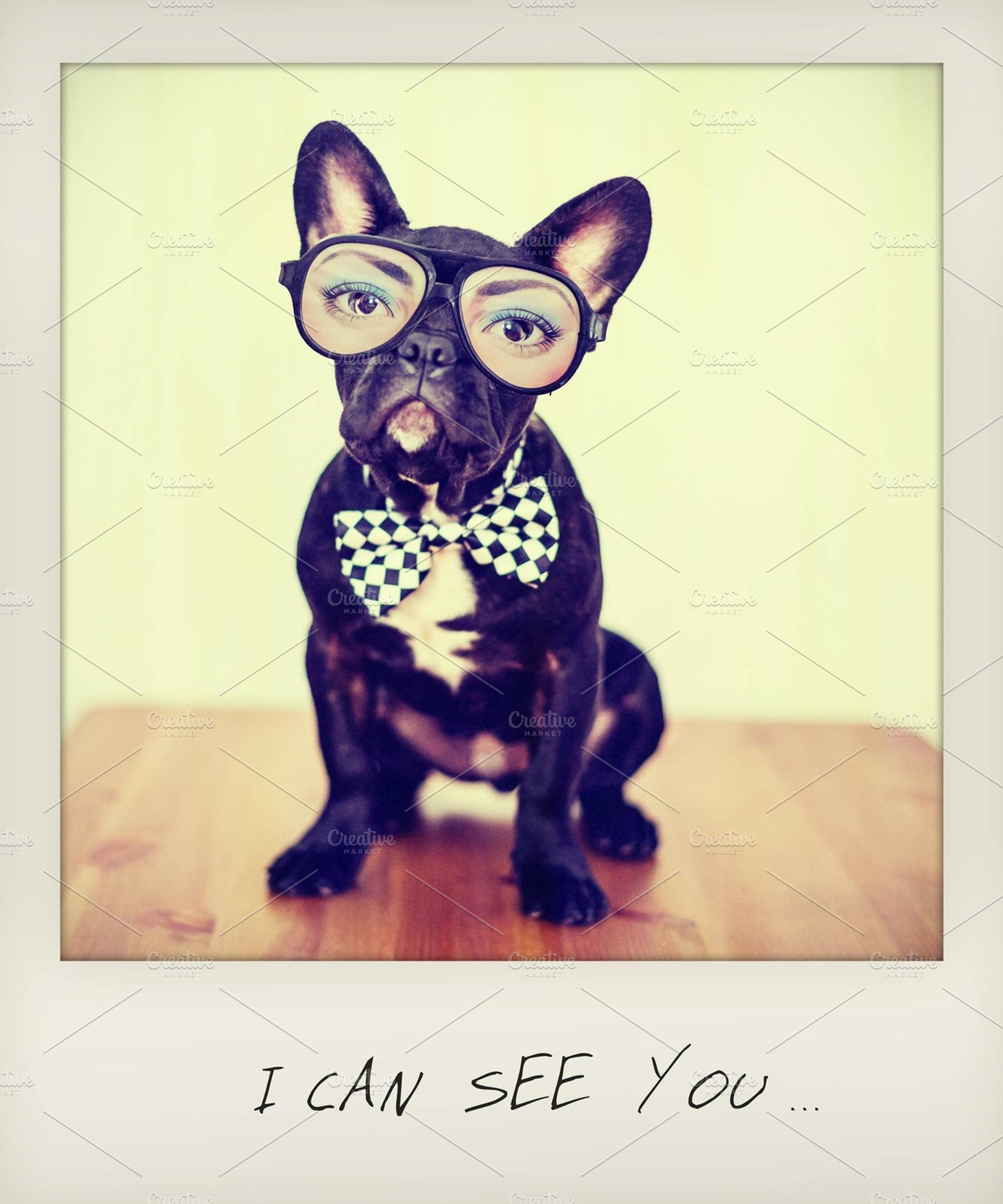 Dogs In Glasses Stock Picture
