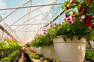 Bright hanging pots filled with blooming petunias inside a spaci, a Nature Photo by Ales Munt
