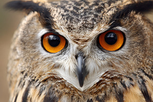 Close-up of a majestic owl with orange eyes, an Animal Photo by AlyaAnd