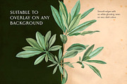 25 Vintage Leaves, an Object Graphic by The Object Atlas (Thumbnail 4 of 5)