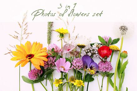 Field cosmos and calendula flowers, a Nature Photo by FleurArt