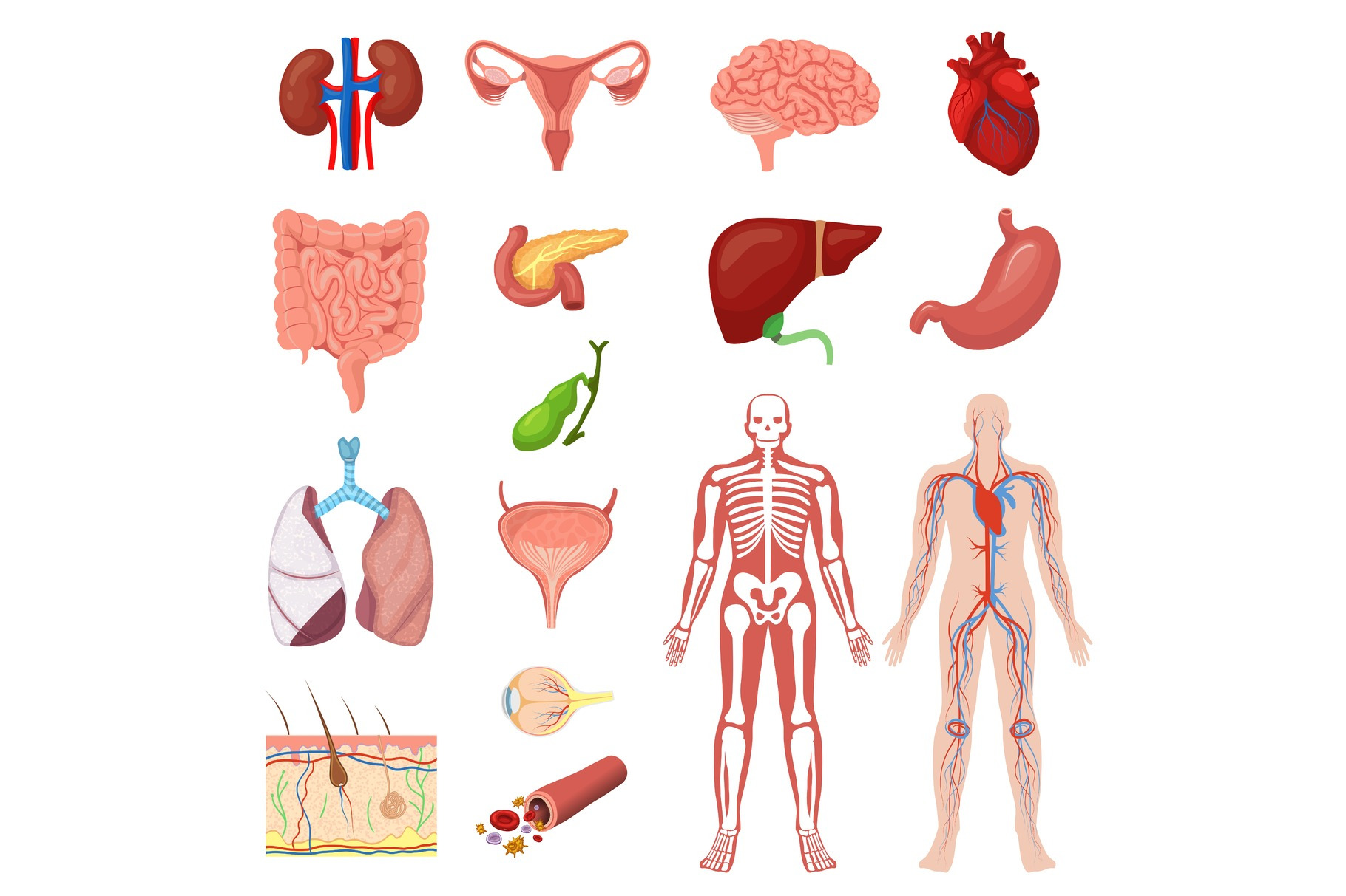Human anatomy vector illustration | Graphic Objects ~ Creative Market