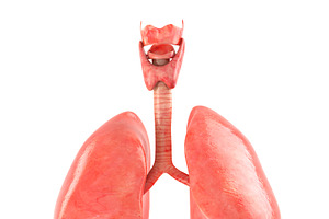 Lungs Animated