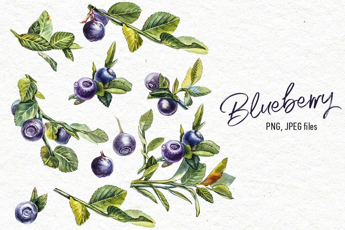 Blueberries watercolor clip art, a Food Illustration by Ann Astro (Photo 4 of 13)