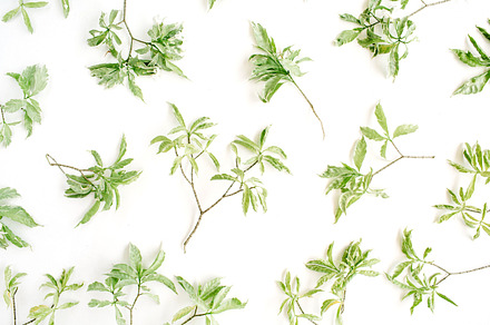 Green branches featuring exotic, minimal, and closeup, an Abstract Photo by Floral Deco