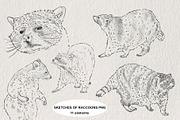 Raccoon sketches PNG, an Animal Illustration by LOKSKIH (Thumbnail 1 of 4)