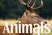 Norique Modern Display Typeface, a Serif Font by Letterena Studios (Thumbnail 2 of 15)