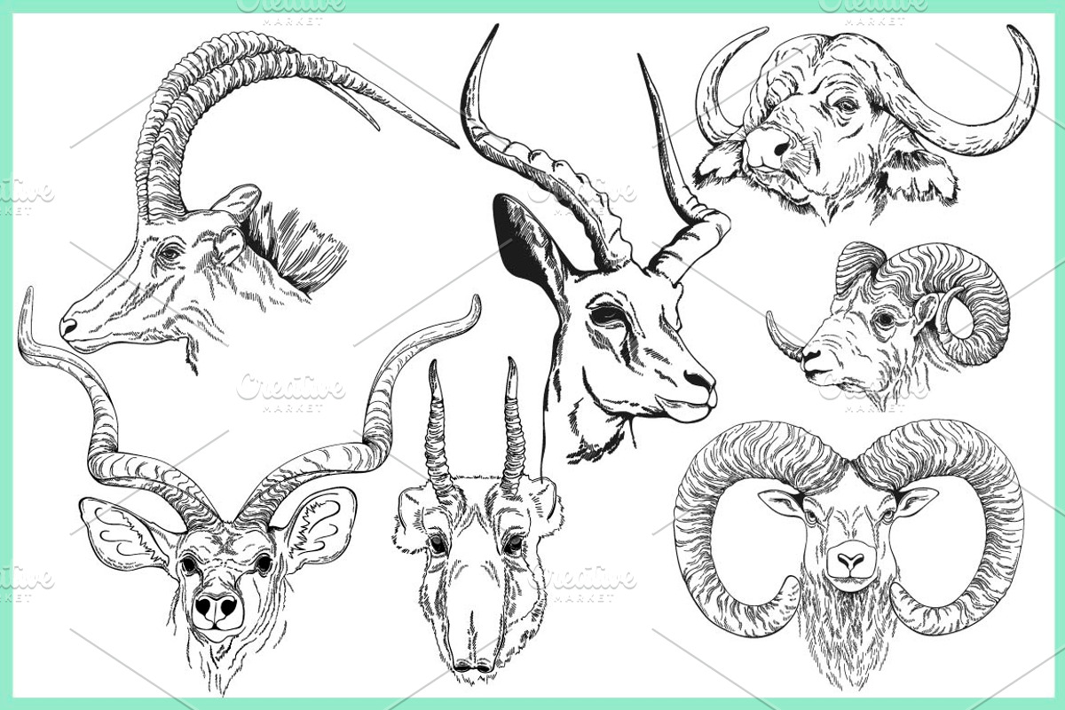 Wild Animals, an Animal Illustration by Ecaterina Sciuchina (Photo 2 of 3)