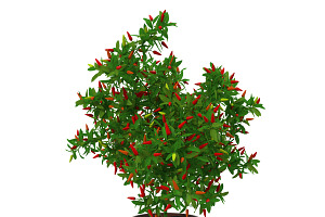 Pepper Bush