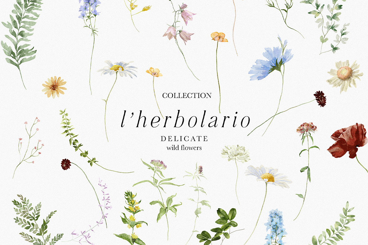 l'Herbolario - Wild Floral Graphics, an Illustration by studioequinox (Photo 2 of 14)
