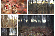 Autumn nature photography set, a Nature Photo by pictures for you (Thumbnail 10 of 22)