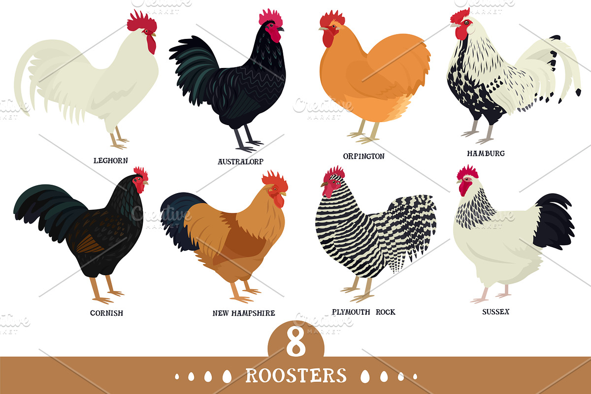 Roosters, an Animal Illustration by Nenilkime