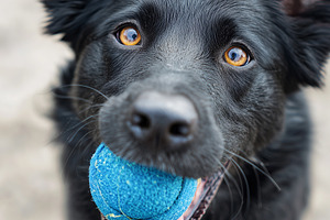 Happy black dog playing fetch with, an Animal Photo by MistyDay