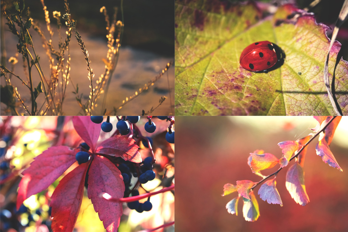 Autumn Details Photo Pack, a Templates & Theme by c l a r a X Y (Photo 2 of 3)