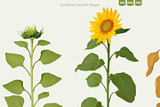 Sunflower Growth Stages Illustration, an Illustration by Ilia Design (Thumbnail 4 of 5)