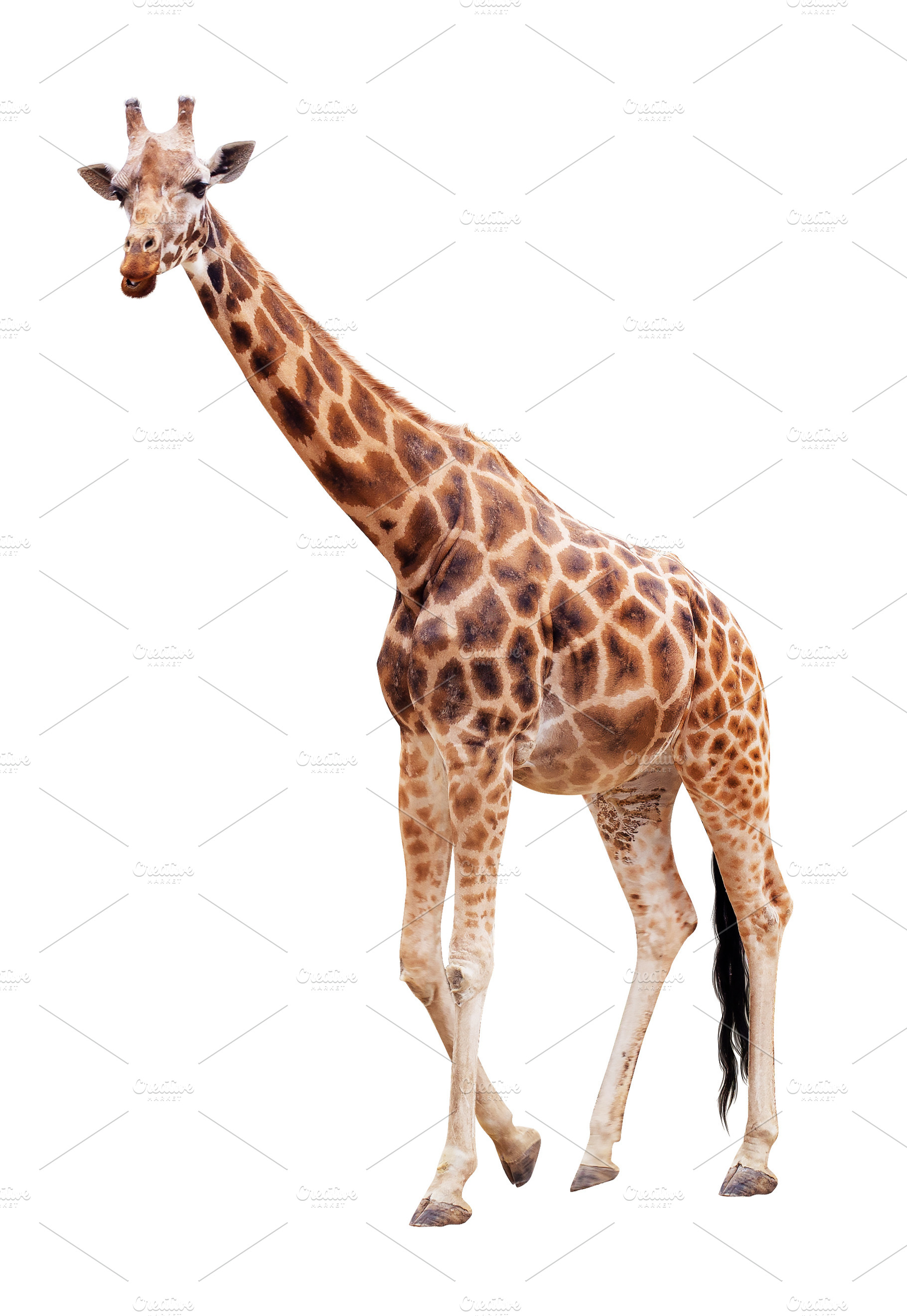 Single giraffe in full growth cutout, an Animal Photo by UltraShop