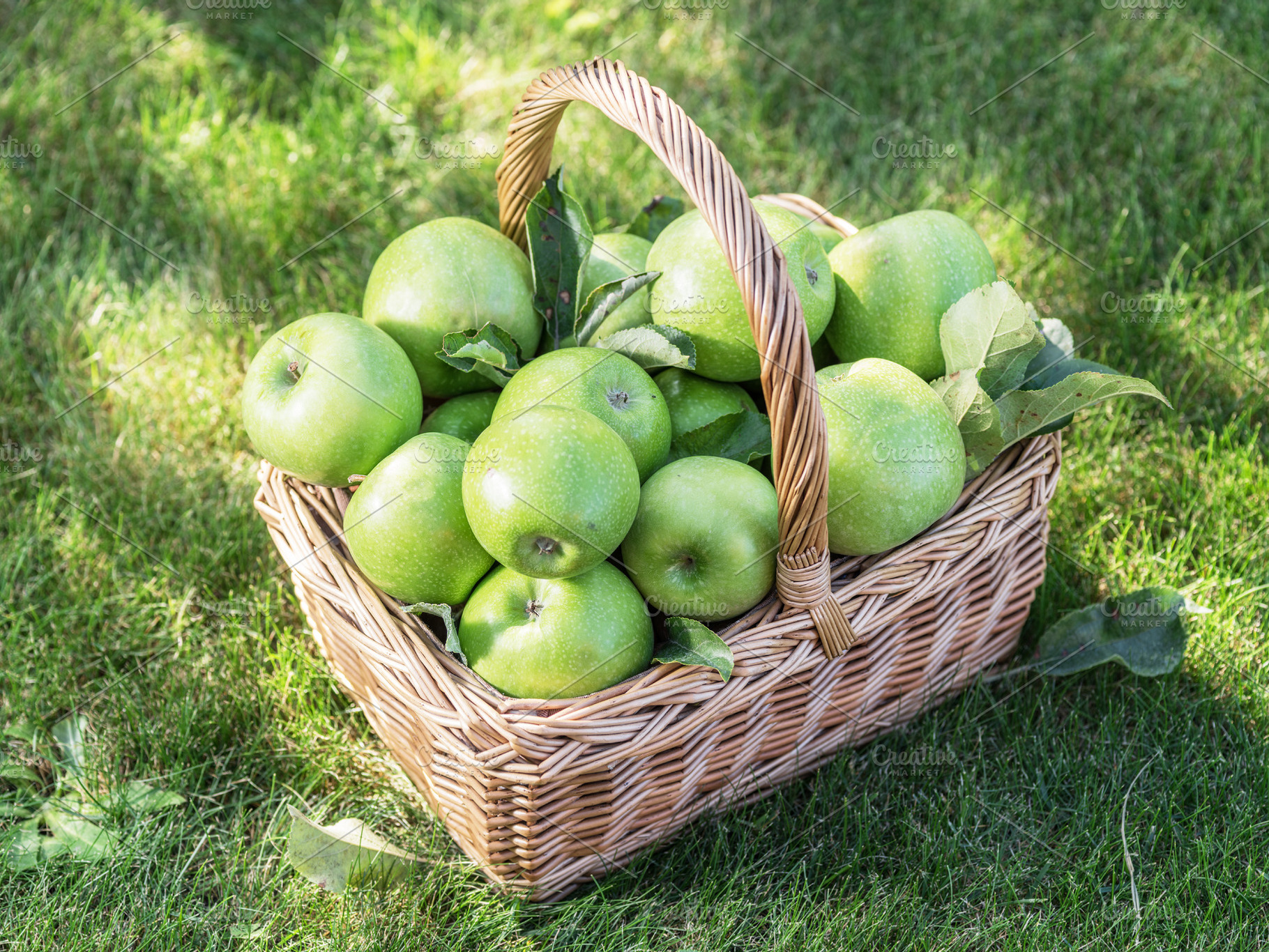 Apple harvest. Ripe green apples in the basket on the green gras, a Food & Drink Photo by Volff