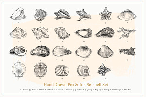 Vector Seashells Set Bonus