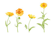 Vector object brushes. Calendula, a Brush Add-On by Peolla (Thumbnail 10 of 16)
