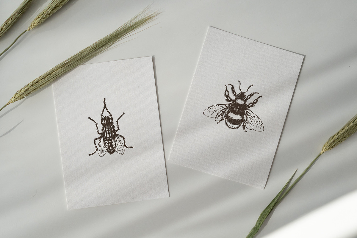 ENTOMOLOGY. Insects Vintage Pack., a Decorative Illustration by Chewie Co (Photo 8 of 11)