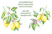 Watercolor Lemons Set, an Illustration by Imaginasty (Thumbnail 2 of 6)