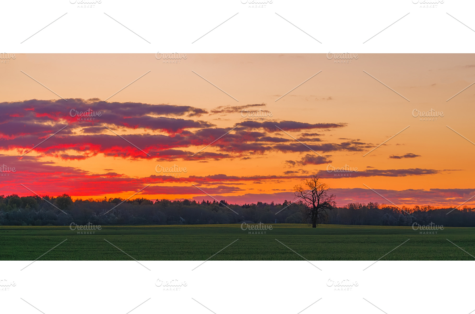 Red Sunset Over wild fields with Oak, a Nature Photo by Lukas Jonaitis SHOP