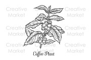 Coffee plant hand drawn illustration, a Food Illustration by Sketch Seven Shop (Thumbnail 1 of 2)